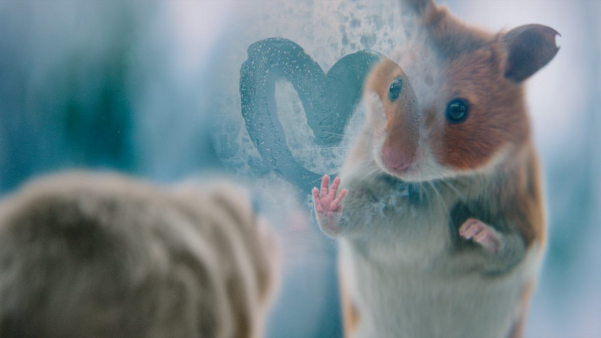 A Hamster love story